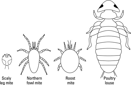Geflügel externe Parasiten: Läuse und Milben