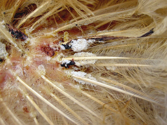 Geflügel externe Parasiten: Läuse und Milben