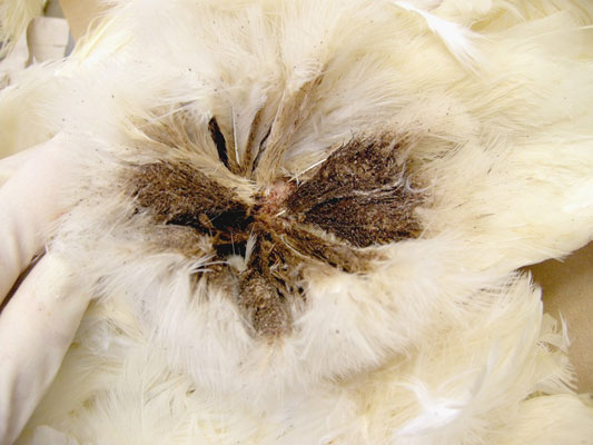 Geflügel externe Parasiten: Läuse und Milben