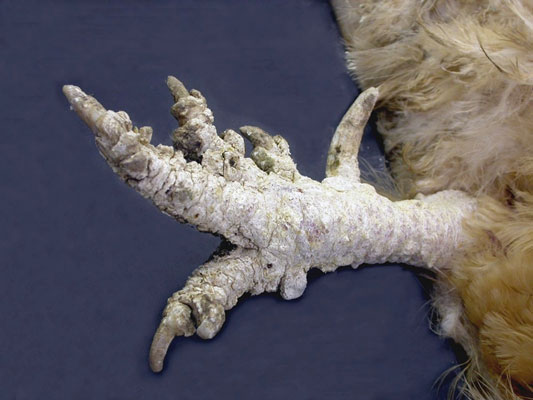 Geflügel externe Parasiten: Läuse und Milben