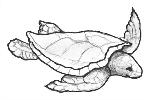 Schildkröten und Schildkröten verstehen