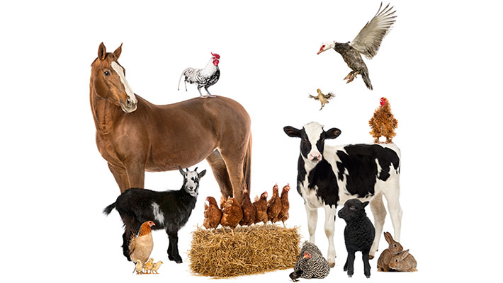 Andere Tiere mit freilaufenden Hühnern züchten
