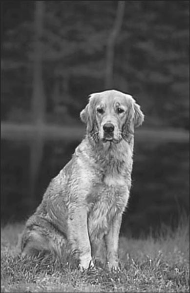 Einen älteren Golden Retriever adoptieren
