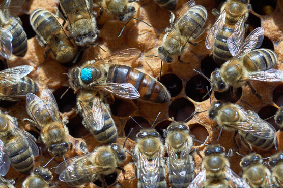 Was macht eine Bienenkönigin zur Königin?
