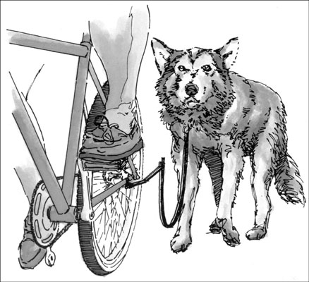 Sorgen Sie dafür, dass unser Hund genug Bewegung bekommt