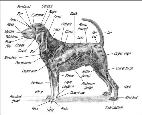 Anatomie des Hundes von Kopf bis Schwanz