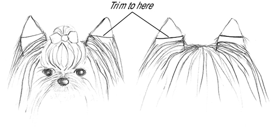 Wie man einen Yorkshire Terrier pflegt