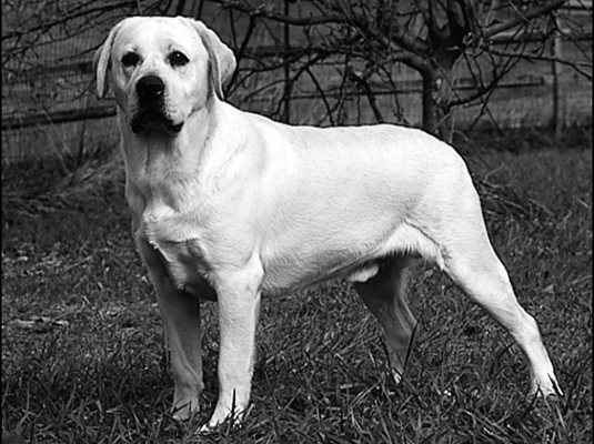 Die Wahl zwischen englischen und Field Labrador Retriever