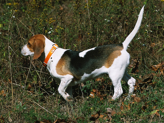 Shows und Wettbewerbe für Ihren Beagle