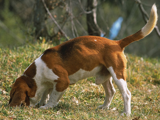 Shows und Wettbewerbe für Ihren Beagle