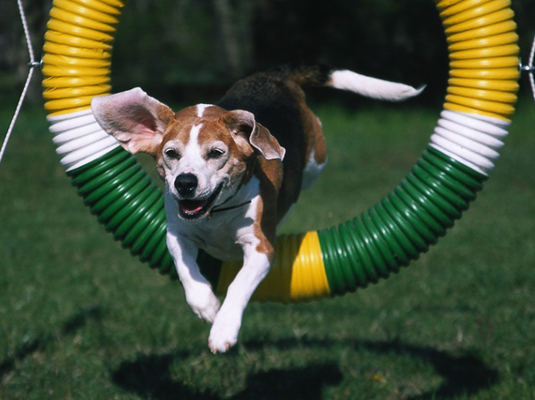 Shows und Wettbewerbe für Ihren Beagle