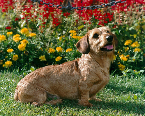 Dackel: Der AKC-Rassenstandard