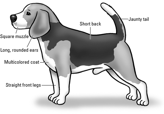 Beagles: Der AKC-Rassenstandard