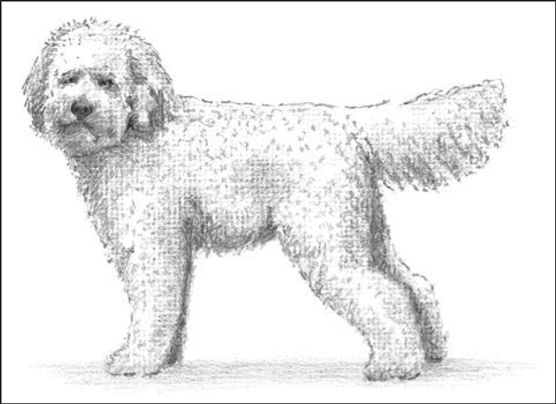 Designer-Hunde: Ooodles of Poodles