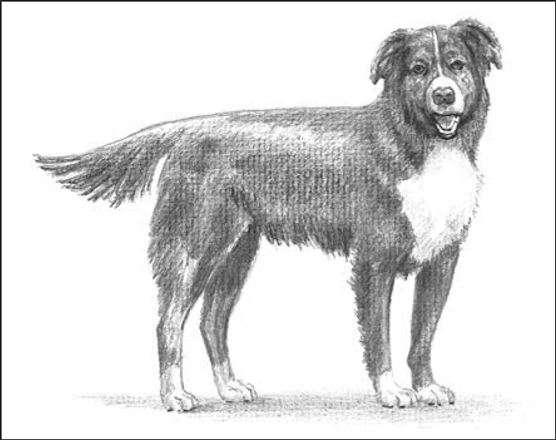 Designer-Hunde: Border Collie-Hybriden