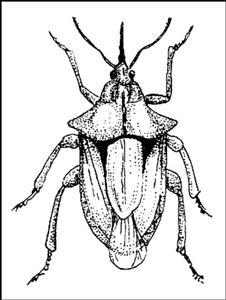 Nützliche Insekten im Garten