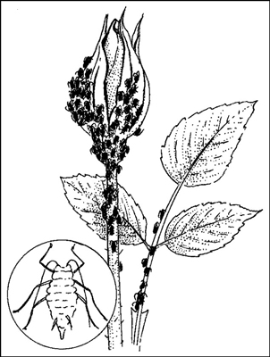 Gartenschädlinge auf biologische Weise bekämpfen