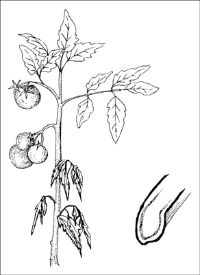 Wie man mit gängigen Gartenkrankheiten umgeht
