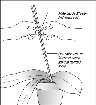 Blühende Orchideen abstecken