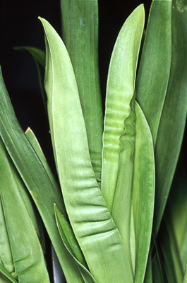 Bewässerungsprobleme bei Orchideen diagnostizieren