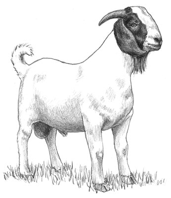 Zuchtziegen für Fleisch