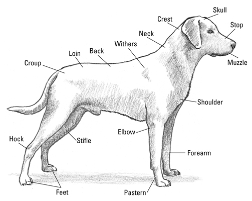 Die Anatomie eines Labrador Retrievers