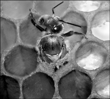 Was Sie in der zweiten und dritten Woche Ihres Bienenstocks tun sollten