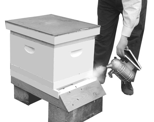 So öffnen Sie Ihren Bienenstock
