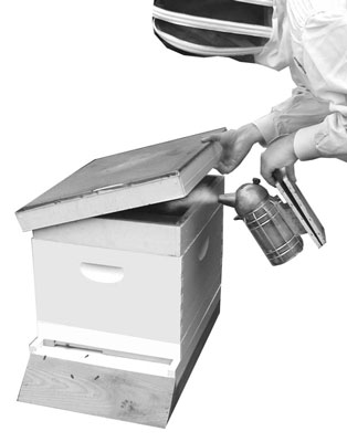 So öffnen Sie Ihren Bienenstock