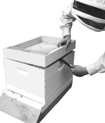 So öffnen Sie Ihren Bienenstock