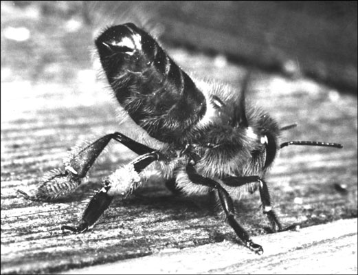 Die Rolle der Arbeiterbiene in einem Bienenstock verstehen
