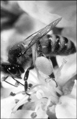 Die Rolle der Arbeiterbiene in einem Bienenstock verstehen