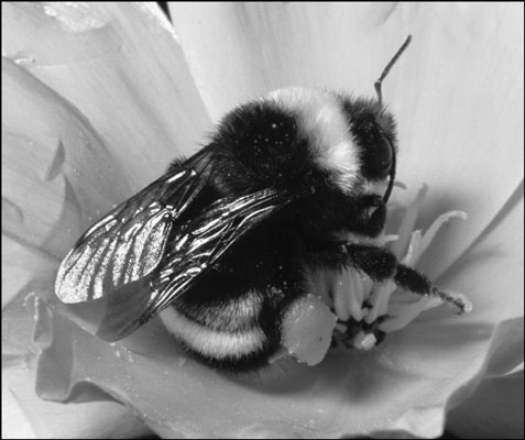 Wie man stechende Insekten erkennt