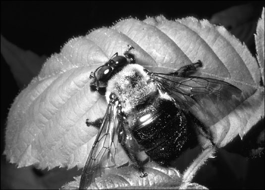 Wie man stechende Insekten erkennt