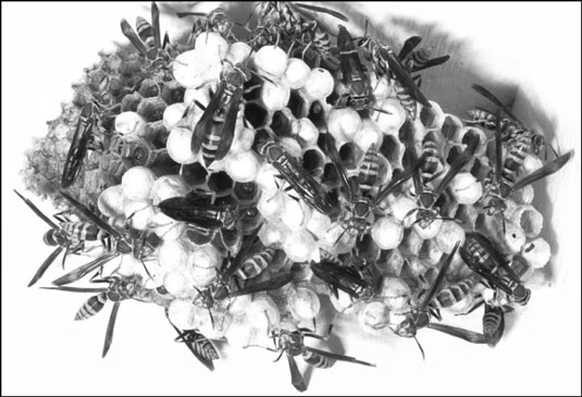 Wie man stechende Insekten erkennt