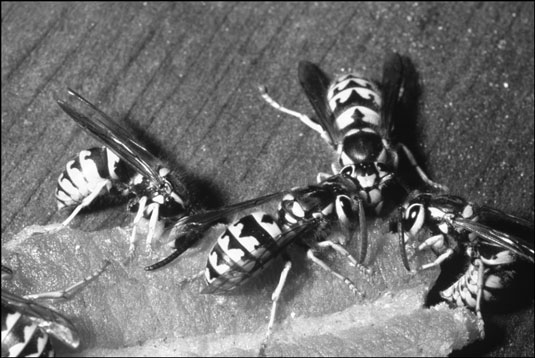 Wie man stechende Insekten erkennt