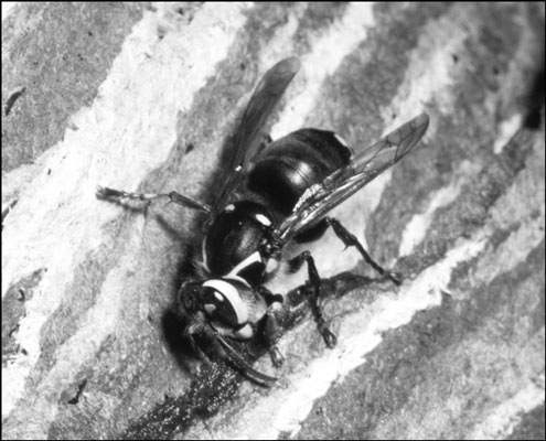 Wie man stechende Insekten erkennt
