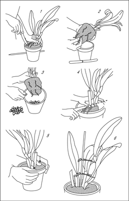 Wie man eine Orchidee umtopft