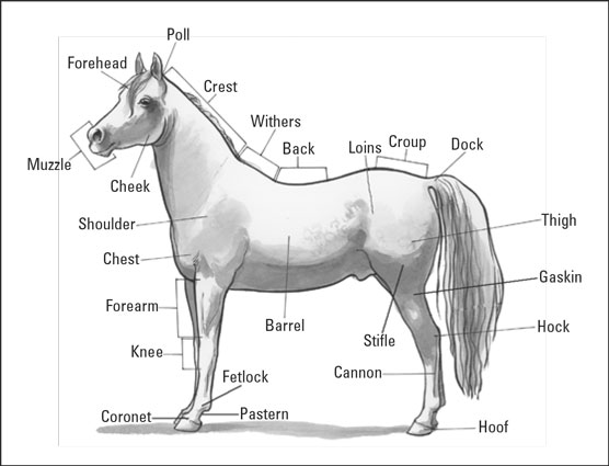 Pferdeterminologie: Pferde richtig beschreiben