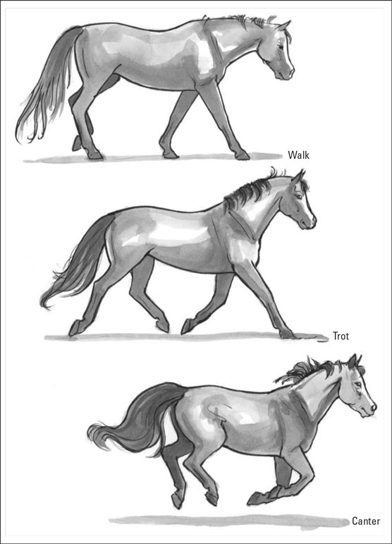 Pferdeterminologie: Pferde richtig beschreiben
