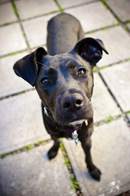 So vermeiden Sie Probleme beim Fotografieren schwarzer Hunde