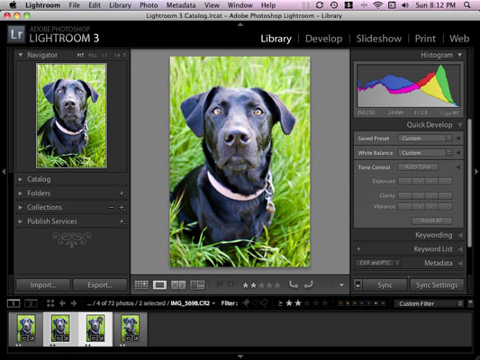 So exportieren Sie Ihre Hundefotos aus Lightroom