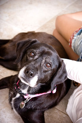 Lassen Sie Licht bestimmen, wann Sie Hunde fotografieren