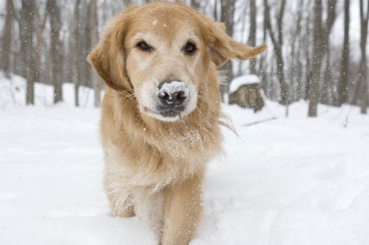 Wie man Hundefotos im Schnee macht