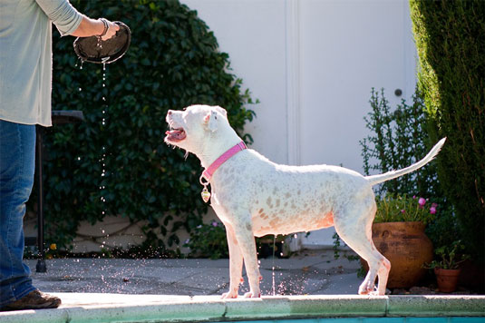 Poolstandorte für Hundefotos