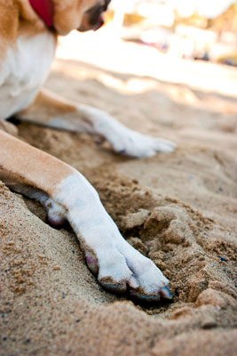 Strand-, See- oder Flussstandorte für Hundefotos