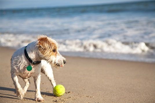 Passen Sie sich während der Hundefotografie-Sitzungen an besonders helle Orte an