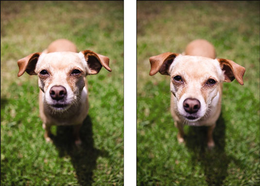 Aufhellblitz und Hundefotografie