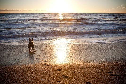 Verwenden Sie natürliches Licht in der Hundefotografie
