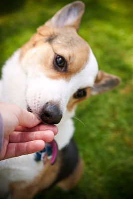 Wissen Sie, was Ihre Motive bei Hundefotosessions motiviert